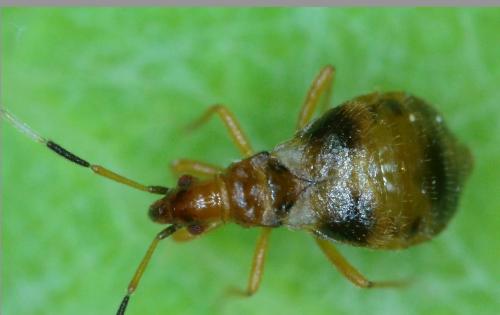 Réf. 359 522 : Loricula bipunctata